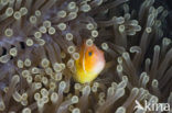 Pacific double-saddle butterflyfish (Chaetodon ulietensis)