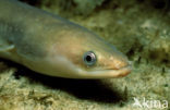 Eel (Anguilla anguilla) 