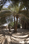 Palm