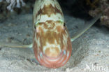 Parrotfish (Scarus spec)
