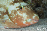 Parrotfish (Scarus spec)