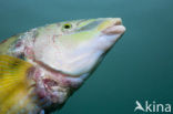 Peacock Wrasse (Symphodus tinca)