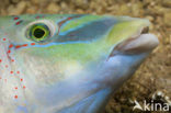 Peacock Wrasse (Symphodus tinca)