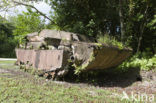 Peleliu Island