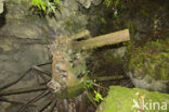 Peleliu Island
