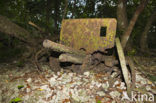 Peleliu Island