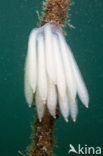 Squid (Loligo spp)