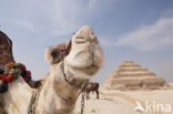 Pyramid of Djoser