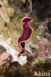 Platworm (Pseudoceros spec)