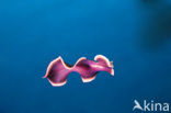 Flatworm (Pseudoceros spec)