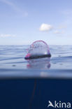 Portuguese Man-of-war (Physalia physalis)