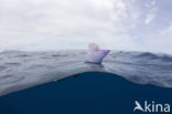 Portuguese Man-of-war (Physalia physalis)