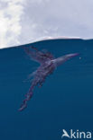 Portuguese Man-of-war (Physalia physalis)