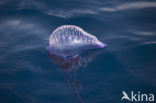 Portugees oorlogsschip (Physalia physalis)