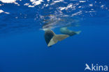 Potvis (Physeter macrocephalus) 