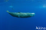 Potvis (Physeter macrocephalus) 