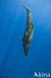 Potvis (Physeter macrocephalus) 