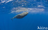 Potvis (Physeter macrocephalus) 