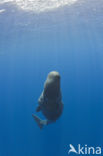 Potvis (Physeter macrocephalus) 
