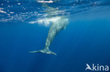 Potvis (Physeter macrocephalus) 