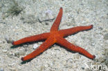 Purperen Zeester (Echinaster sepositus)