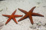 common starfish (Echinaster sepositus)