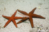 common starfish (Echinaster sepositus)