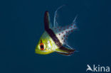 Pajama cardinalfish (Sphaeramia nematoptera)