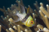 Pajama cardinalfish (Sphaeramia nematoptera)