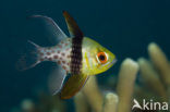Pajama cardinalfish (Sphaeramia nematoptera)