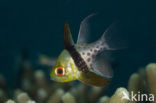 Pajama cardinalfish (Sphaeramia nematoptera)