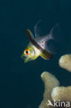 Pajama cardinalfish (Sphaeramia nematoptera)