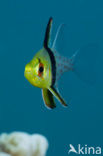 Pajama cardinalfish (Sphaeramia nematoptera)