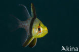 Pajama cardinalfish (Sphaeramia nematoptera)