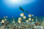 Pyramid butterflyfish (Hemitaurichthys polylepis)