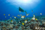 Pyramid butterflyfish (Hemitaurichthys polylepis)