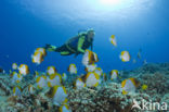 Pyramid butterflyfish (Hemitaurichthys polylepis)