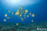 Pyramid butterflyfish (Hemitaurichthys polylepis)