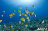 Pyramid butterflyfish (Hemitaurichthys polylepis)