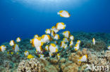 Pyramid butterflyfish (Hemitaurichthys polylepis)