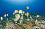 Pyramid butterflyfish (Hemitaurichthys polylepis)