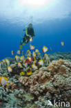 Pyramid butterflyfish (Hemitaurichthys polylepis)