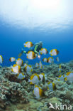 Pyramid butterflyfish (Hemitaurichthys polylepis)