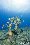 Pyramid butterflyfish (Hemitaurichthys polylepis)