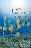 Pyramid butterflyfish (Hemitaurichthys polylepis)