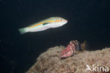 Mediterranean rainbow wrasse (Coris julis)