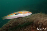 Mediterranean rainbow wrasse (Coris julis)