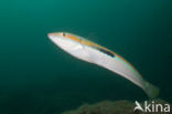 Mediterranean rainbow wrasse (Coris julis)