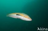 Mediterranean rainbow wrasse (Coris julis)