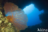 Sea Fan